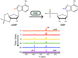 Graphical abstract: An NMR based phosphodiesterase assay