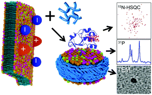Graphical abstract: Detergent-free extraction, reconstitution and characterization of membrane-anchored cytochrome-b5 in native lipids