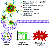 Graphical abstract: Dual-targeting RNA nanoparticles for efficient delivery of polymeric siRNA to cancer cells