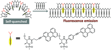 Graphical abstract: A triplex-forming linear probe for sequence-specific detection of duplex DNA with high sensitivity and affinity