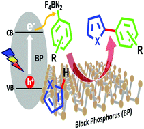 Graphical abstract: Black phosphorus as a metal-free, visible-light-active heterogeneous photoredox catalyst for the direct C–H arylation of heteroarenes