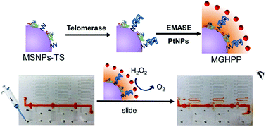 Graphical abstract: Enzyme-mimicking accelerated signal enhancement for visually multiplexed quantitation of telomerase activity