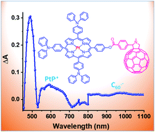 Graphical abstract: Exclusive triplet electron transfer leading to long-lived radical ion-pair formation in an electron rich platinum porphyrin covalently linked to fullerene dyad