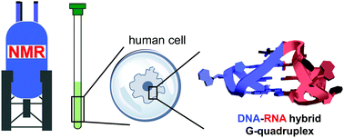 Graphical abstract: Telomeric DNA–RNA-hybrid G-quadruplex exists in environmental conditions of HeLa cells