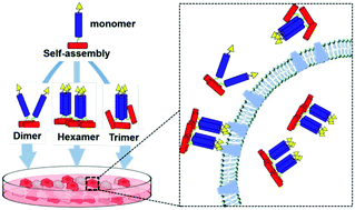 Graphical abstract: Self-assembly of chimeric peptides toward molecularly defined hexamers with controlled multivalent ligand presentation