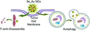 Graphical abstract: Benzeneselenol-modified gold nanoclusters for cancer therapy