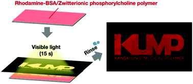 Graphical abstract: Protein patterning with antifouling polymer gel platforms generated using visible light irradiation