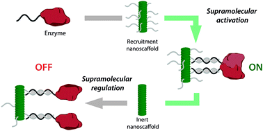 Graphical abstract: Dynamic modulation of proximity-induced enzyme activity using supramolecular polymers