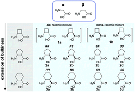 Graphical abstract: Ribosomal incorporation of cyclic β-amino acids into peptides using in vitro translation