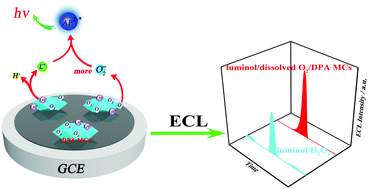 Graphical abstract: Intense electrochemiluminescence from an organic microcrystal accelerated H2O2-free luminol system for microRNA detection