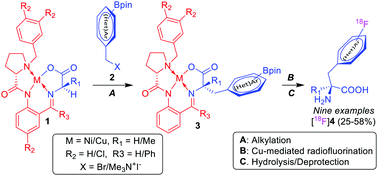 Graphical abstract: Preparation of labeled aromatic amino acids via late-stage 18F-fluorination of chiral nickel and copper complexes