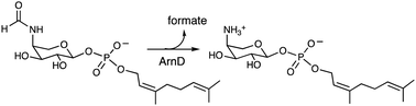 Graphical abstract: ArnD is a deformylase involved in polymyxin resistance