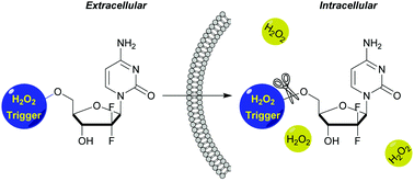 Graphical abstract: Regioselective synthesis and anticancer evaluation of H2O2-activable nucleosides