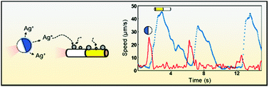 Graphical abstract: Non-oscillatory micromotors “learn” to oscillate on-the-fly from oscillating Ag micromotors