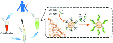 Graphical abstract: Recognition triggered assembly of split aptamers to initiate a hybridization chain reaction for wash-free and amplified detection of exosomes