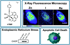 Graphical abstract: X-Ray fluorescence microscopy reveals that rhenium(i) tricarbonyl isonitrile complexes remain intact in vitro