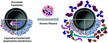 Graphical abstract: Amphiphilic dendrimers control protein binding and corona formation on liposome nanocarriers