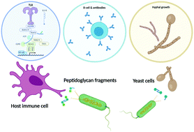 Graphical abstract: Revisiting peptidoglycan sensing: interactions with host immunity and beyond