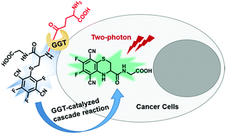 Graphical abstract: A two-photon fluorescent probe for sensitive detection and imaging of γ-glutamyl transpeptidase