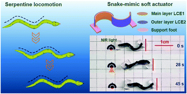 Graphical abstract: Liquid crystal elastomer actuator with serpentine locomotion