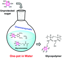 Graphical abstract: One-pot chemoenzymatic synthesis of glycopolymers from unprotected sugars via glycosidase-catalysed glycosylation using triazinyl glycosides