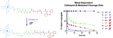 Graphical abstract: Trivalent metal complex geometry of the substrate governs cathepsin B enzymatic cleavage rate