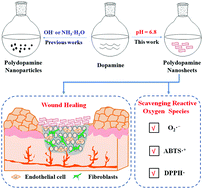 Graphical abstract: Ultrathin two-dimensional polydopamine nanosheets for multiple free radical scavenging and wound healing