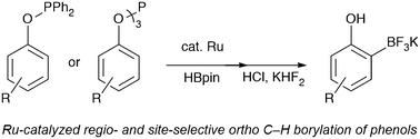 Graphical abstract: Ruthenium-catalyzed regio- and site-selective ortho C–H borylation of phenol derivatives