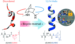 Graphical abstract: A bicyclic unit reversal to stabilize the 12/14-helix in mixed homochiral oligoureas