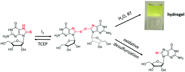 Graphical abstract: Oxidation of 8-thioguanosine gives redox-responsive hydrogels and reveals intermediates in a desulfurization pathway