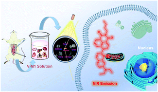 Graphical abstract: Combining viscosity-restricted intramolecular motion and mitochondrial targeting leads to selective tumor visualization