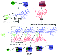 Graphical abstract: Synthesis of dynamic imine macrocyclic supramolecular polymers via synchronized self-assembly based on dynamic covalent bonds and noncovalent interactions
