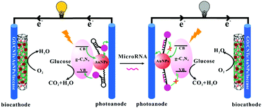 Graphical abstract: Photo-driven self-powered biosensor for ultrasensitive microRNA detection via DNA conformation-controlled co-sensitization behavior