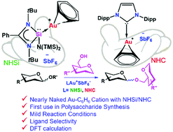 Graphical abstract: N-Heterocyclic silylene/germylene ligands in Au(i) catalysis