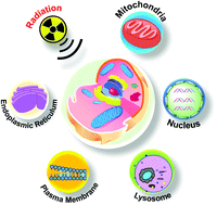 Graphical abstract: Organelle-localized radiosensitizers