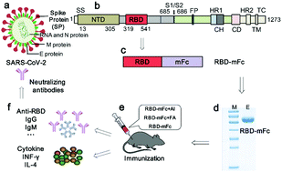 Graphical abstract: Construction and immunogenic studies of a mFc fusion receptor binding domain (RBD) of spike protein as a subunit vaccine against SARS-CoV-2 infection