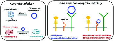 Graphical abstract: Unique cellular interaction of macrophage-targeted liposomes potentiates anti-inflammatory activity