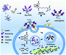 Graphical abstract: Clustered nanobody–drug conjugates for targeted cancer therapy