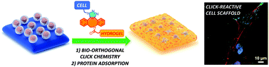 Graphical abstract: Inducing mesenchymal stem cell attachment on non-cell adhesive hydrogels through click chemistry