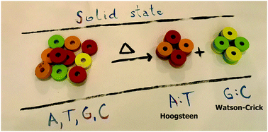 Graphical abstract: DNA-specific selectivity in pairing of model nucleobases in the solid state