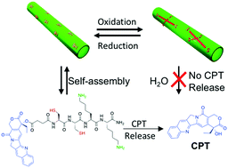 Graphical abstract: Self-assembly of a robust, reduction-sensitive camptothecin nanotube