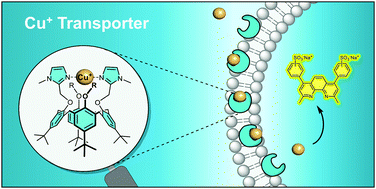 Graphical abstract: Transmembrane transport of copper(i) by imidazole-functionalised calix[4]arenes