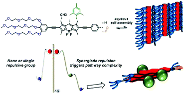 Graphical abstract: Synergistic repulsive interactions trigger pathway complexity