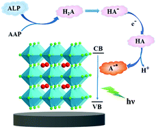 Graphical abstract: Anodic electrochemiluminescence from CsPbBr3 perovskite quantum dots for an alkaline phosphatase assay