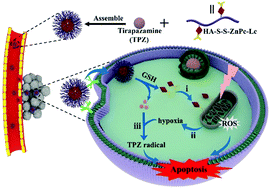 Graphical abstract: A redox-activatable biopolymer-based micelle for sequentially enhanced mitochondria-targeted photodynamic therapy and hypoxia-dependent chemotherapy