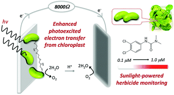 Graphical abstract: Chloroplast biosolar cell and self-powered herbicide monitoring