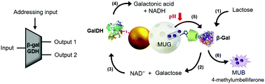 Graphical abstract: A 1-to-2 demultiplexer hybrid nanocarrier for cargo delivery and activation