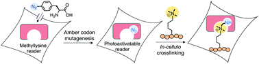 Graphical abstract: Engineering a methyllysine reader with photoactive amino acid in mammalian cells