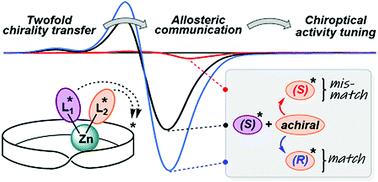 Graphical abstract: Match–mismatch effects in two-fold transfer of chirality within a Möbius metallo-receptor