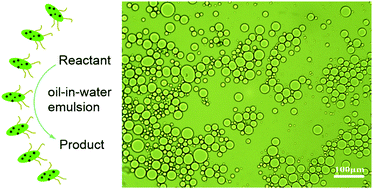 Graphical abstract: Palladium nanoparticles anchored on amphiphilic Janus-type cellulose nanocrystals for Pickering interfacial catalysis